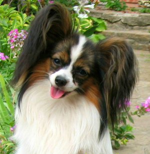 Как ухаживать за шерстью папильонов