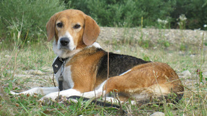 Характер эстонской гончей 