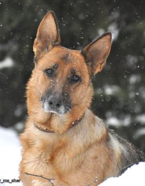 Как ухаживать за овчарками