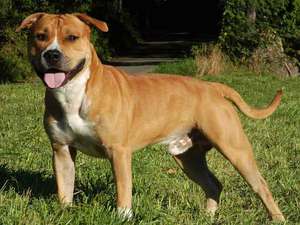 Характер стаффордшира