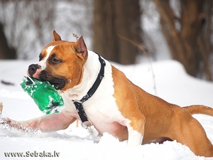 Воспитание американского стаффордширского терьера