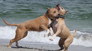 Особенности дрессировки американского стаффордширского терьера