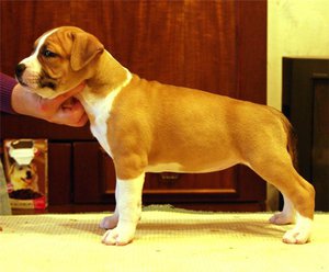 Правильный уход за стаффордширским терьером