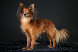 Длинношёрстный той-терьер: описание породы, характер        