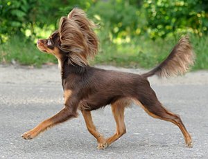 Длинношерстный той-терьер нуждается в прогулках