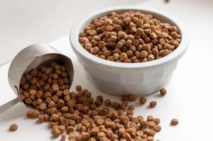 Длинношерстный той-терьер: как сбалансировать питание