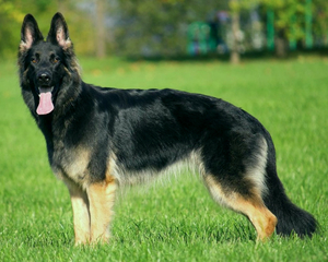 Немецкая овчарка: характеристики, уход и содержание породы