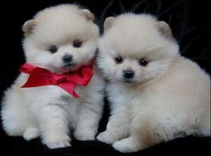 Характеристика породы собак померанский шпиц