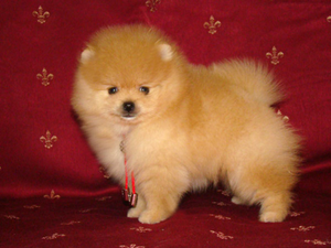 Особенности собак породы померанский шпиц