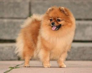 Уход за щенком померанского шпица