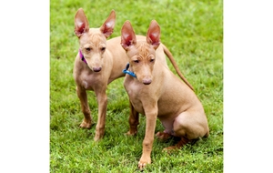 Описание собаки чирнеко дель этна