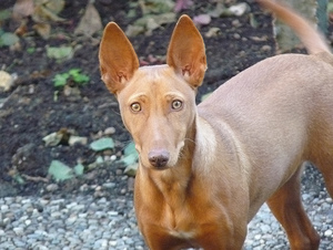 Уход за чирн