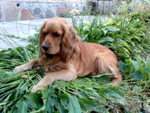 Английский кокер-спаниель: порода, характер и внешность