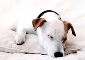 Проявление цистита у собак