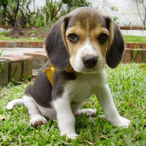 Симптомы цистита у собак