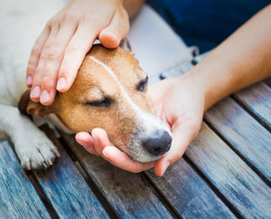 Как определить заболевание  усобаки