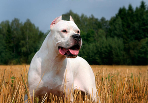 Аргентинский дог: белый гигант Южной Америки