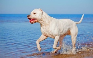 Описание породы аргентинский дог