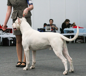 Правила ухода за собакой