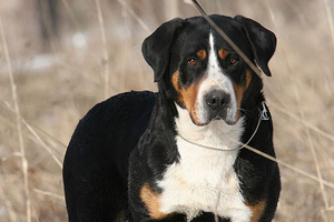 Собаки породы Зенненхунд 
