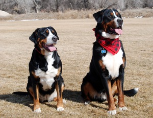 Большой швейцарский зенненхунд: описание породы, характер и уход