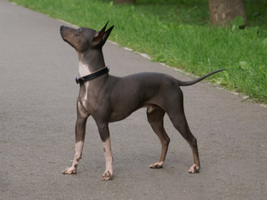 Чем кормить голых терьеров