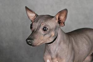 Американский голый терьер: описание породы и особенности ухода