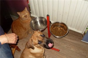 Кормление собак