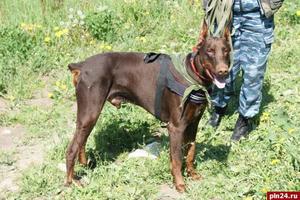 Доберман-пинчер для охраны и безопасности