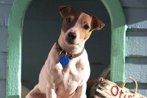 Джек рассел терьер