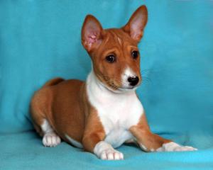 Порода собак бесенджи