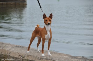 Басенджи: описание породы, характер и уход