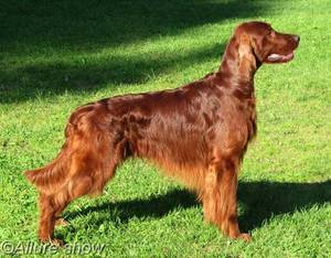 Как выбрать щенка сеттер