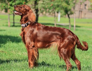 Описание породы