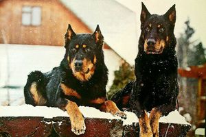 Французская овчарка: характеристика, уход и содержание породы