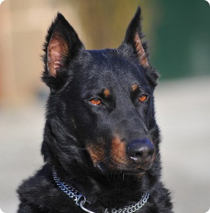 Овчарка-уход