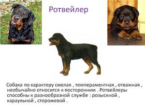 Как ухаживать за ротвейлерами