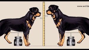 Описание породы ротвейлер