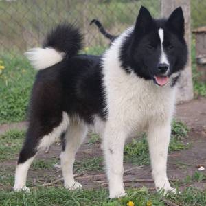 Содержание лайки