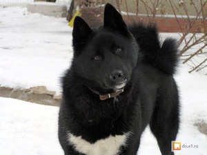 Русско-европейская лайка: описание породы, характер и уход