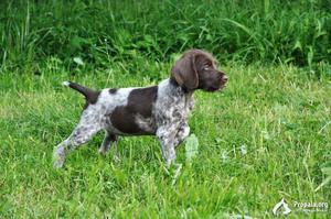 Дратхаар: описание породы, особенности и уход