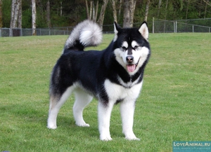 Как воспитать маламута