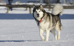 Описание аляскинского маламута