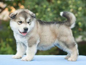 Аляскинские маламуты в домашних условиях