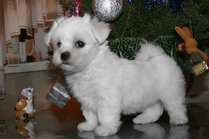 Нрав собак мальтеле