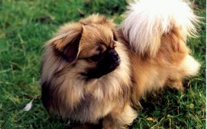 Тибетский спаниель: описание породы, характер и уход