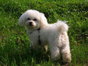 Мальтийская балонка в домашних условиях