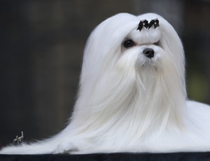 Как ухаживать за балонкой