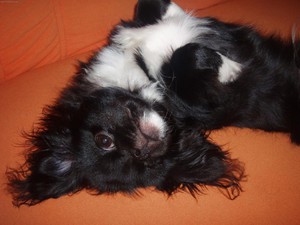 Черно-белый Тибетский спаниель