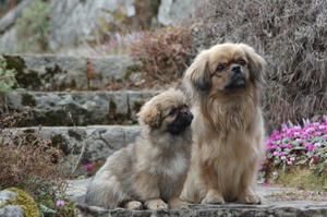Тибетский спаниель пара